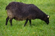 gotlandi lammas