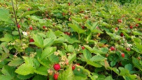 maasikavälu