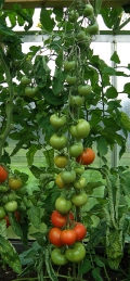 Tomatid 2012 suvel